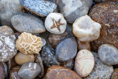 Rock Tumbler Diy, Lake Michigan Stones, Gem Hunt, Southwest Michigan, Rock Tumbling, Fossil Hunting, Rock Hunting, Rocks And Fossils, Pretty Rocks