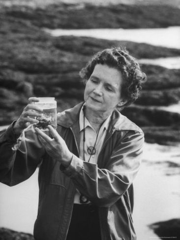 Silent Spring, Rachel Carson, Environmental Movement, Alfred Eisenstaedt, Women Scientists, Marine Biologist, Time Life, Nature Conservation, Pittsburgh Pa