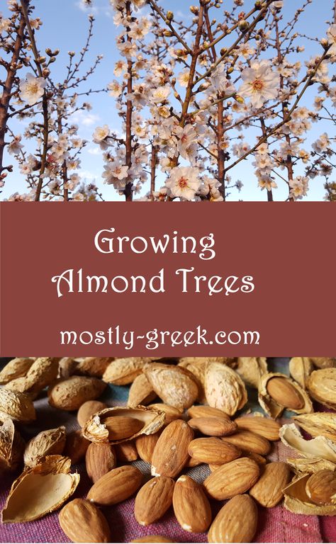 Grow your own healthy snack food right in your yard, and get lovely blossoms every spring!  I have helpful tips to make your almond growing experience a good one!  #mostlygreek #almond #almonds #spring #flowers #gardening #gardenideas #homegrownfood #urbanhomestead #greekfood #landscapeideas Make Almond Butter, Almond Nails Designs Summer, Summer Nails Almond, Almond Nail Art, Homegrown Food, Almond Tree, Short Almond Nails, Almond Nut, Flowers Gardening