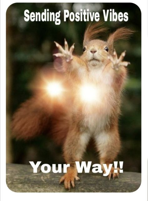 Squirrel Quote, Sending Hugs Quotes, Squirrel Memes, Funny Squirrel Pictures, Sending Positive Vibes, Inspirational Friend Quotes, Lone Wolf Quotes, Squirrel Pictures, Hug Quotes