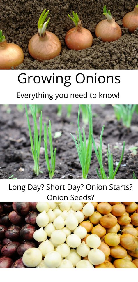 Growing Onions And Garlic, Fall Onion Planting, Growing Onions From Onions, Onion Garden How To Grow, How To Grow White Onions, Growing Onions In Raised Beds, Onion Bulbs Planting, Plant Onion From Onion, Planting Onions From Seeds