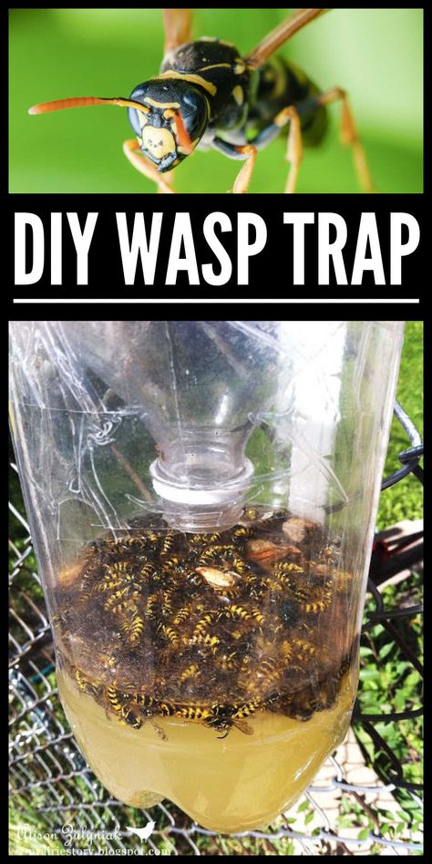 Diy Wasp And Hornet Trap, Home Made Wasp Trap, Bee Catcher Diy Wasp Traps, Wasp Traps Diy How To Make, Diy Wasp Trap Solution, Hornet Trap Diy, Kill Wasps How To Get Rid, Wasp Trap Bait Recipe, Diy Yellow Jacket Trap