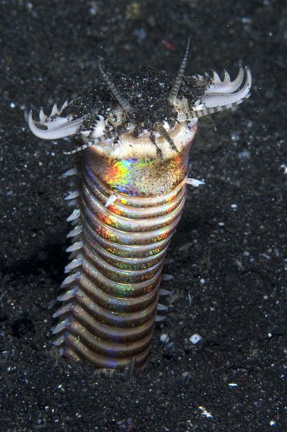 The Bobbit worm Bobbit Worm, Deep Sea Life, Deep Sea Creatures, Ocean Floor, Underwater Creatures, Arthropods, Sea Monsters, Weird Creatures, Ocean Creatures