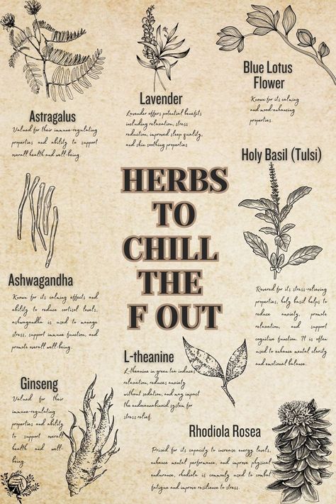 Chill The F Out, Herbs For Calming, L Theanine, Herbs For Relaxation, Herbal Education, Medical Herbs, Magic Herbs, Magical Herbs, Herbal Apothecary