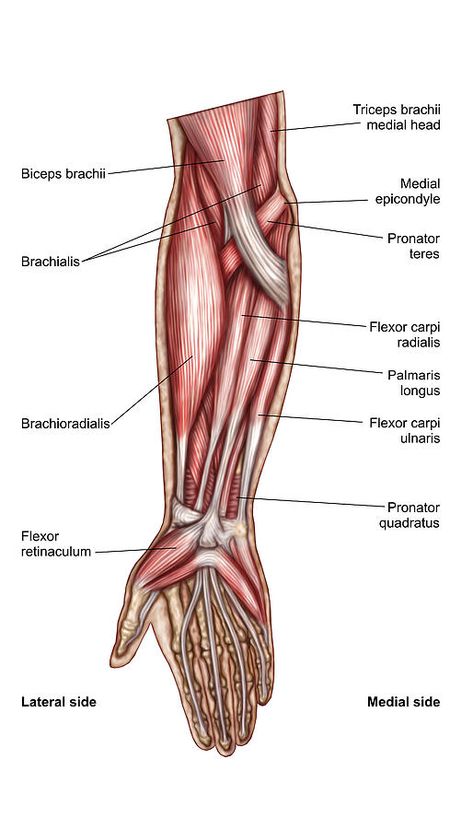 Anatomy of human forearm muscles, superficial anterior view. Drawing by Stocktrek Images Forearm Muscle Anatomy, Forearm Anatomy, Human Anatomy Picture, Anatomy Of Human, Illustration Anatomy, Body Muscle Anatomy, Poster Anatomy, Muscular System Anatomy, Muscle Diagram