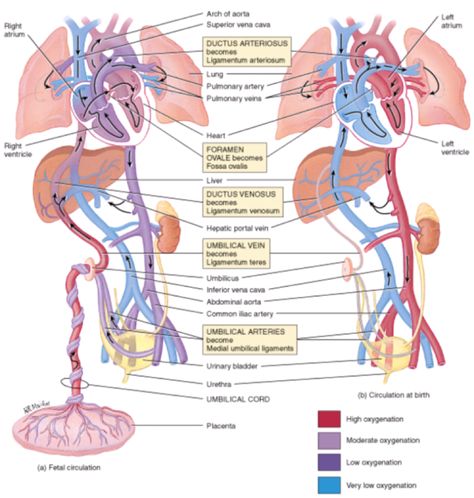 April | 2016 | PAINE Podcast and Medical Blog Fetal Circulation Diagram, Fetal Circulation, Heart Circulation, Anatomy Flashcards, Midwifery Student, Newborn Nursing, Student Midwife, Ob Nursing, Heart Anatomy