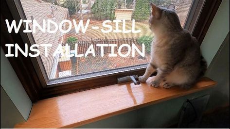 Diy Cat Window Perch, Diy Cat Window, Diy Window Sill, Cat Window Shelf, Cat Window Bed, Cat Window Perch, Window Perch, Window Shelves, Window Ledge