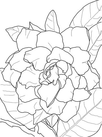 Gardenia Jasminoide Dibujo para colorear. Categorías: Gardenia. Páginas para imprimir y colorear gratis de una gran variedad de temas, que puedes imprimir y colorear. Cartoons Animals, Gardenia Jasminoides, Flowers Coloring Pages, Flowers Coloring, Simple Line Drawings, Adult Colouring Pages, Color Pencil Art, Cute Coloring Pages, Free Printable Coloring