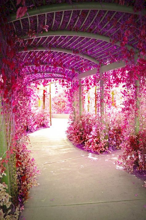 flower tunnel نباتات منزلية, Secret Gardens, Trip Planner, Have Inspiration, Bougainvillea, Pretty Places, Dream Garden, Walkway, Arbor