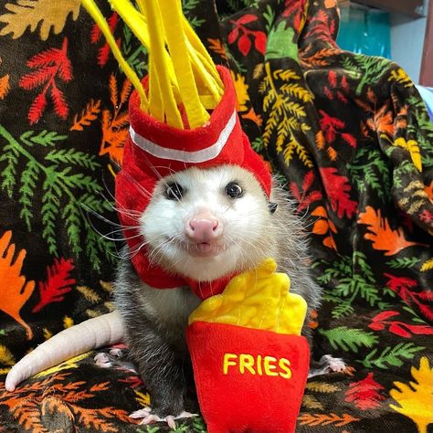 Fries Halloween Costume, Halloween Possum, Trash Party, Awesome Possum, Animal Costumes, Dog Halloween Costumes, Dog Halloween, Having A Bad Day, Dog Dog