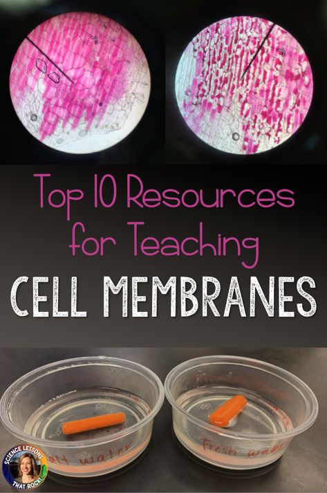 Cell Activities Middle School, Cell Labs For Middle School, Middle School Cell Projects, Homeostasis Lab, Cell Transport Activity, Cell Lab, Biology Activities High School, Cell Activities, Parts Of The Cell