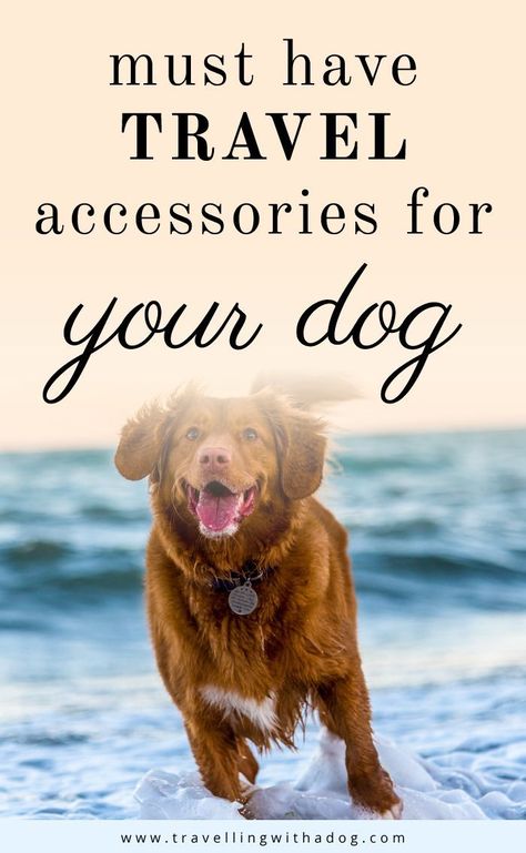 Holistic Dog Care, Popular Dog Names, Dog Rescue Stories, Dog Travel Accessories, Dog Friendly Vacation, Accessories For Dogs, Must Have Travel Accessories, Staffordshire Terriers, Agility Training For Dogs