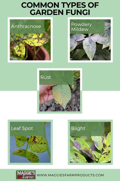 Common Types of Garden Fungi infographic. Black spot, powdery mildew, rust, leaf spot, and blight. Entamoeba Histolytica, Human Muscle Anatomy, Plant Pathology, Womens Health Care, Social Media Advertising Design, Crop Rotation, Gardening 101, Plant Diseases, Plant Science