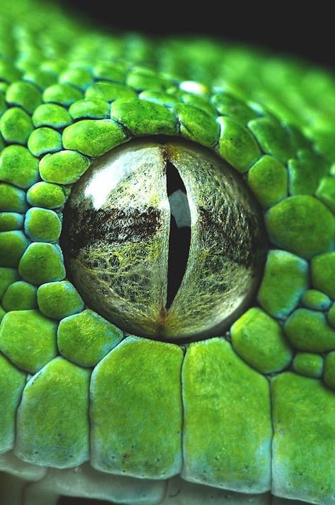 Macro Fotografia, Reptile Eye, Regard Animal, Eye Close Up, Snake Eyes, Reptiles And Amphibians, Amphibians, Macro Photography, Beautiful Eyes