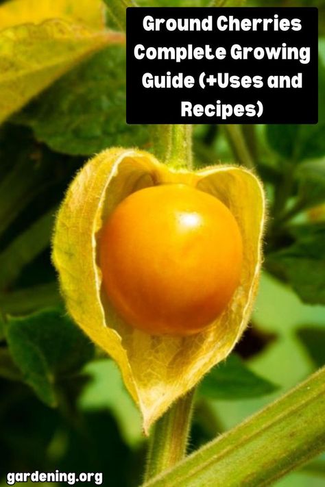 Dive into growing ground cherries with our comprehensive guide. Learn planting tips, care techniques, and discover delicious recipes and uses for these unique fruits. Tomatoes Plant, Tomatillo Plant, How To Grow Cherries, Cherry Types, Ground Cherries, Cherry Plant, Pink Perennials, Unique Fruit, Planting Tips