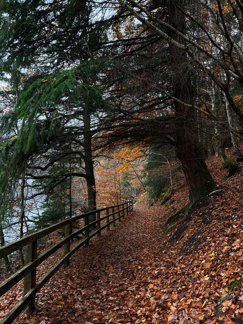 Oregon Fall Aesthetic, Portland Oregon Fall, Oregon Fall, Fall Feeling, Dark Forest Aesthetic, Nostalgia Aesthetic, Fall Mood Board, Fall Mood, Love Autumn