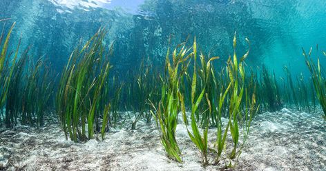 Could a Seaweed-Eating Microbe Help Solve the Ocean Plastic Crisis? Ocean Plants, Organic Conditioner, Underwater Plants, Whatsapp Wallpaper Cute, Sea Plants, Marine Fish, Oceans Of The World, Under Water, All About Plants