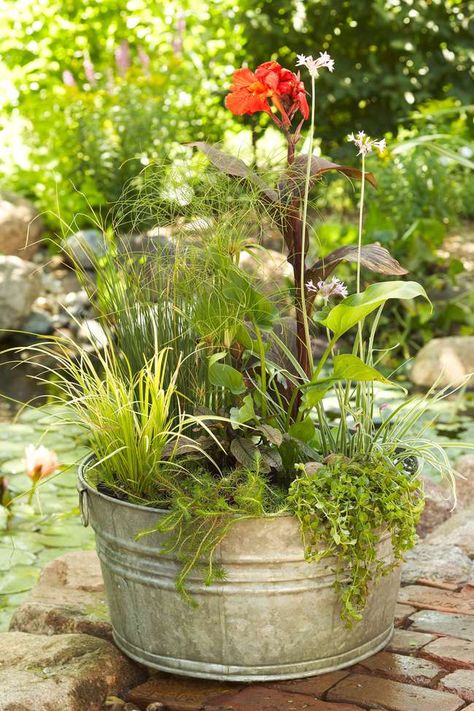 Container Pond, Small Water Gardens, Water Garden Plants, Container Water Gardens, Backyard Ponds, Aquatic Garden, Water Container, Floating Plants, Container Gardening Flowers