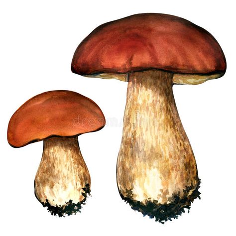 Porcini mushrooms. Cep on white background vector illustration Fungi Illustration, Porcini Mushroom, Fly Agaric Mushroom, Mushroom Stock, Mushroom Drawing, Porcini Mushrooms, Self Portrait Poses, Mushroom Art, Illustration Character Design