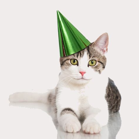 Happy Birthday Cat, Cat Dressed Up, Cat Health Care, Cat Birthday Party, Kitten Pictures, Cat Hat, Pet Holiday, Throw A Party, Cat Birthday