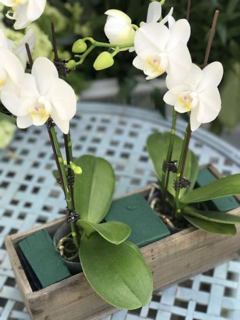 Rose And Orchid Arrangement, Potted Orchid Centerpiece Wedding, Orchid Centerpiece Ideas, Orchids Arrangements Ideas, Cymbidium Orchids Arrangement, Diy Orchid Arrangement, Potted Orchid Centerpiece, Cheap Wedding Table Centerpieces, Sanctuary Home Decor