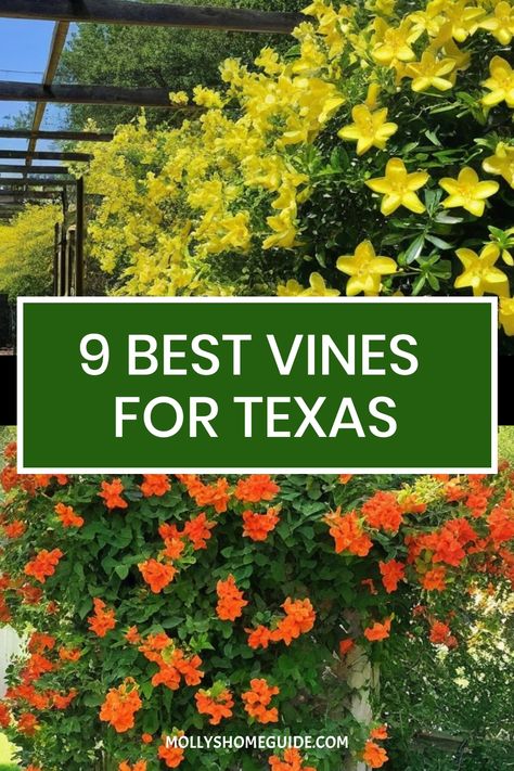 Looking to enhance your garden in Texas? Consider planting the best vines for the region. Climbing vines such as native crossvine or fast-growing trumpet vine are great choices. These trellis plants not only add beauty but also provide natural shade and privacy to your space. Perfect for Dallas gardens, these plants can bring a touch of nature to your outdoor oasis. Explore these garden ideas for Texas and create a stunning landscape that thrives in the Lone Star State's climate. Crossvine Plant, Trumpet Vine Trellis Ideas, Carolina Jessamine Vine, Sweet Autumn Clematis, Texas Garden, Autumn Clematis, Vine Trellis, Climbing Flowers, Virginia Creeper