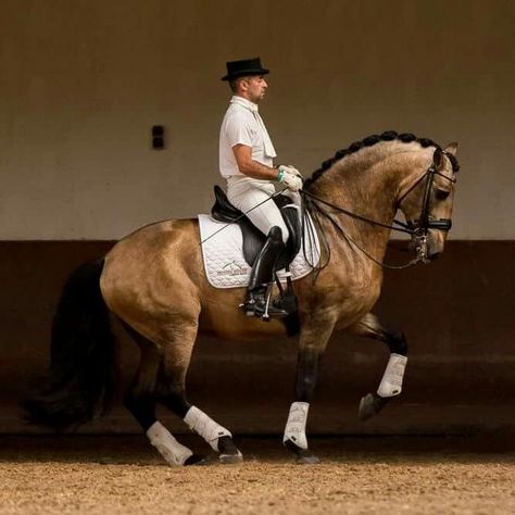 Horses Palomino, Horses Friesian, Lippizaner, Lusitano Stallion, Spanish Horse, Lusitano Horse, Photography Animals, Horse Inspiration, Horse Dressage