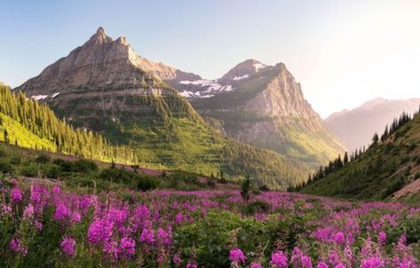 5 epic spots in Glacier National Park without any crowds Grand Canyon Arizona, Porto Rico, Park Ranger, Road Trip Fun, Glacier National, Sierra Nevada, Whale Watching, Glacier National Park, Best Places To Travel