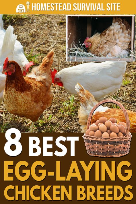 Golden Comet Chicken, Sussex Chicken, Best Laying Chickens, Chickens Backyard Breeds, Leghorn Chickens, Wyandotte Chicken, Laying Chickens Breeds, Homestead Style, Best Egg Laying Chickens