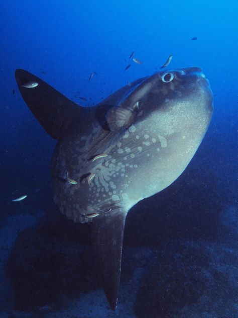 Mola mola (Sunfish) is known as the ‘Moon Fish’ in most other languages. It is the heaviest known bony fish in the world, weighing up to 1000kg. Sunfish live on a diet consisting mainly of jellyfish, consuming large amounts to develop and maintain their great bulk.  Females of the species can produce more eggs than any other known vertebrate, up to 300,000,000 at a time. The photo of this Sunfish was taken by Brian Azzopardi at a depth of 67m at Għasri Point on Gozo’s north coast. Giant Sea Creatures, Moon Fish, Ocean Sunfish, Electric Eel, Female Of The Species, Rare Fish, Moon Palace, Teen Titan, Marine Fish