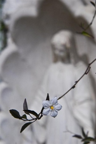 Virgin Mary Photography, Virgin Mary Aesthetic, Mother Mary Aesthetic, Mary Flowers, Virgin Mary Art, Angel Gabriel, Mama Mary, Cute Good Night, Divine Mother