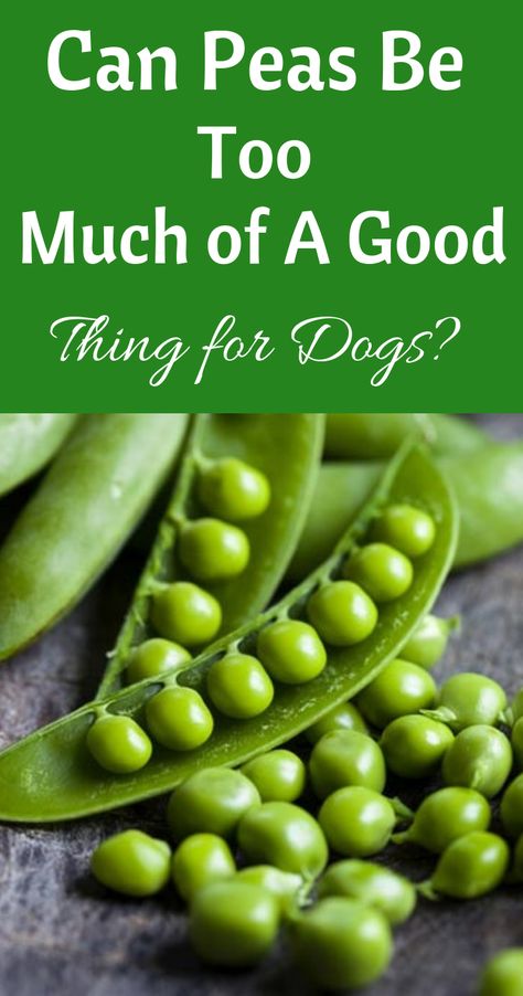 Can Peas Be Too Much of A Good Thing for Dogs?  It’s been said our dogs are our best friends. If that’s the case, isn’t it imperative that we feed them more mindfully?  Shouldn’t we want to enrich their diet so much so that they become better able to live a longer, more energetic life by our sides? Healthy People Food For Dogs, What Vegetables Can Dogs Eat, Can Dogs Eat Broccoli, Vegetables Dogs Can Have, Benefits Of Peas, Pancreatic Dog Food, Dog Nutrition, Can Dogs Eat, Split Pea