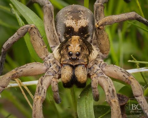 Ben Curry - Macrophotography on Instagram: “A large female Wolf Spider belonging to the family Lycosidae for #spidersaturday 🕷🕸 Wolf Spiders are found throughout Australia. They are…” Bug Reference, Wolf Spiders, Female Wolf, Spider Species, Creepy Animals, Wolf Spider, Birthday Card Drawing, Fox And Rabbit, Arthropods