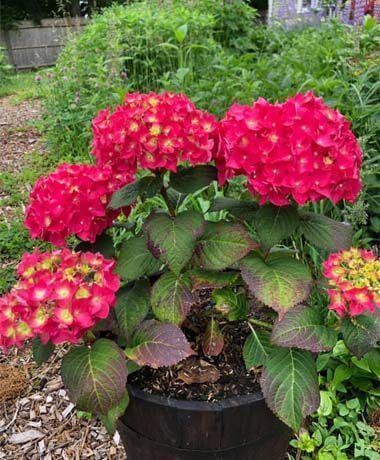 Flowering shrubs – World of Garden Plants Phantom Hydrangea, Summer Crush Hydrangea, Quick Fire Hydrangea, Nikko Blue Hydrangea, Pruning Plants, Hydrangea Varieties, Types Of Hydrangeas, Hydrangea Leaves, Smooth Hydrangea