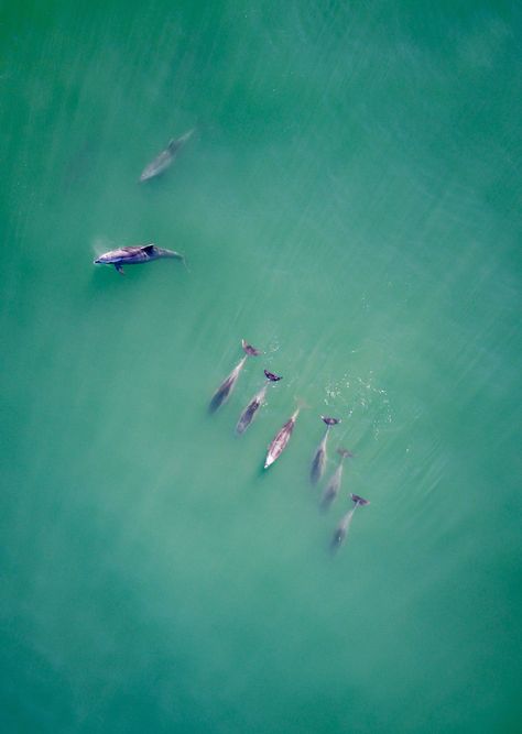 A pod of dolphins surfaces in the Pacific Ocean. This incredible shot was captured from a drone by Manhattan Beach, California, USA. Satellite Photography, Pod Of Dolphins, South Africa Photography, Manhattan Beach California, Bathing Suit Patterns, Africa Photography, The Pacific Ocean, Redondo Beach, Manhattan Beach