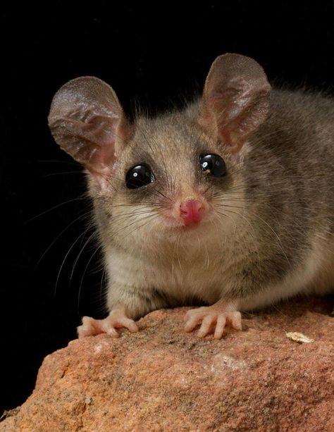 Shrew Pygmy Possum, Conservation Biologist, Huntsman Spider, Australian Fauna, Australian Garden, Australian Wildlife, Australian Animals, Creature Feature, Koala Bear