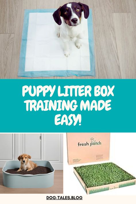 Having trouble litter training your puppy? Get the step-by-step guide on how to make litter box training a smooth and stress-free process. Pin this for simple tips to train your puppy like a pro! 🐾🎯 Puppy Potty Training Tips, Dog Emotions, Puppy Litter, Socializing Dogs, Train Your Puppy, Living With Dogs, Potty Training Tips, Potty Training Puppy, Boxing Training