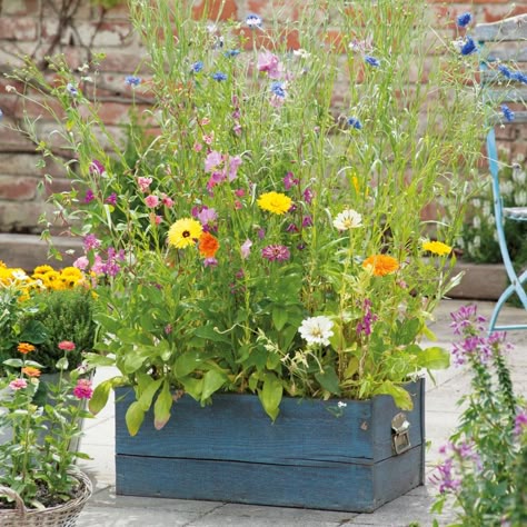 How to Plant a Mini Meadow | HGTV Wild Flower Container Garden, Mini Wildflower Meadow, Small Wild Flower Garden, Mini Meadow Garden, Wildflowers In Containers, Small Space Flower Garden, Wild Flower Planters, Wildflower Container Garden, Small Wildflower Garden