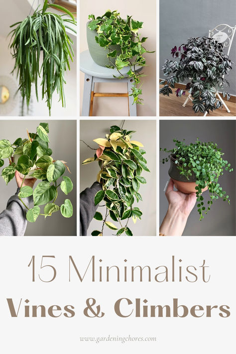 15 Prettiest Indoor Vining And Climbing Plants To Bring Tropical Motifs Vine Plants Indoor Decor, Viney Indoor Plants, Best Indoor Vine Plants, Trailing House Plants Indoor, Cascading Indoor Plants, Crawling Plants Indoor, Cascading Plants Indoor, Vining Indoor Plants, Vining House Plants Indoor