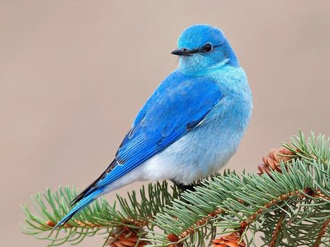 Blue Sparrow Beautiful Bird Wallpaper, Birds Wallpaper Hd, Birds Pictures, Bird Barn, Sparrow Bird, Flying Birds, Animals Pictures, Adorable Wallpapers, Blue Birds