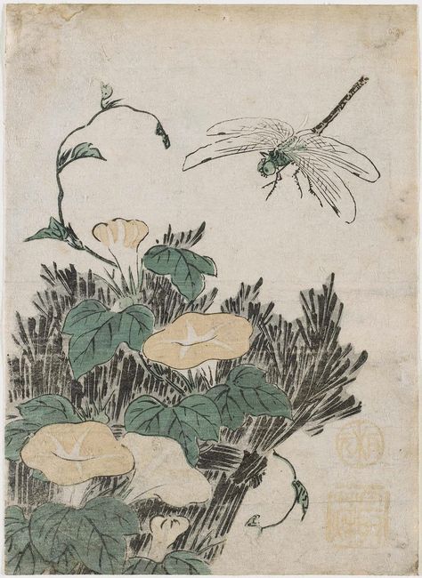 Morning Glories and Dragonfly 朝顔に蜻蛉  Japanese Edo period Artist Unidentified Japanese Edo Period, Japanese Art Prints, Morning Glories, Dragonfly Tattoo, Japanese Flowers, Art Idea, Edo Period, Night Art, Botanical Drawings