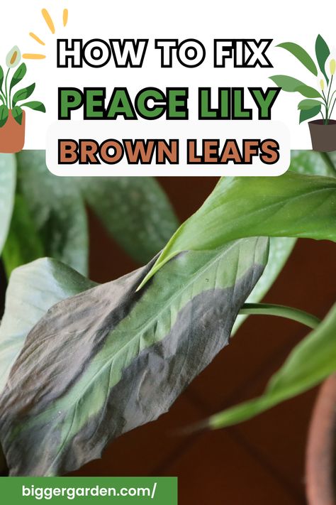 Peace Plant Care, How To Take Care Of Peace Lily Plant, How To Care For Peace Lily Plant, How To Repot A Peace Lily Plant, Sick Peace Lily, Repotting Peace Lily Houseplant, How To Revive A Peace Lily Plant, Peace Lily Problems, Nantucket Garden