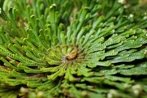 Resurrection plants (Selaginella lepidophylla) are easy, fail-proof plants to grow. Learn how to grow these unique, other-worldly, long-lived plants. The Miracle Season, Resurrection Garden, Garden Design Software, Resurrection Plant, Dinosaur Plant, Desert Plants, Pretty Plants, Garden Flower, Growing Indoors