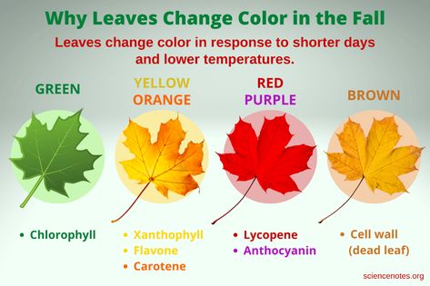 Why Leaves Change Color in the Fall - Chemistry Leaves Changing Color Preschool, Why Leaves Change Color Activity, Leaves Changing Color, Shingle Colors, Cell Wall, Natural Sunscreen, Evergreen Plants, Leaf Coloring, All About Plants