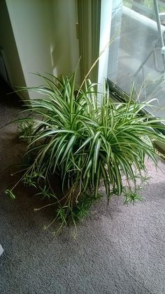 Spider Plant Care, Airplane Plant, Chlorophytum Comosum, Spider Plant, Inside Plants, Indoor Gardens, Common Names, House Plant Care, Spider Plants