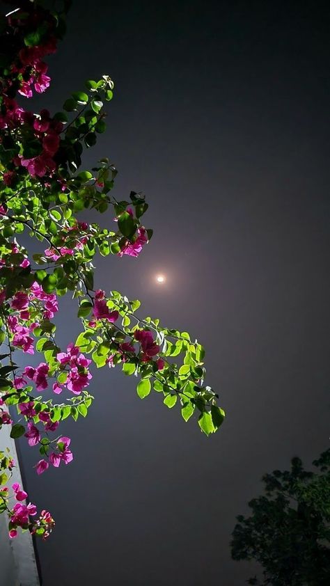 Night Jasmine Flower Aesthetic, Moon Night Sky Photography, Moon Light Photography, Night Moon Photography, Night Pictures Instagram, Night View Aesthetic, Mirror Dpz, Jawan Movie, Tree With Pink Flowers