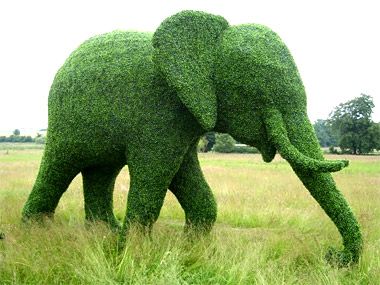 Topiary Plants, Topiary Garden, Green Animals, School Garden, An Elephant, Outdoor Art, Outdoor Design, Ikebana, Amazing Gardens