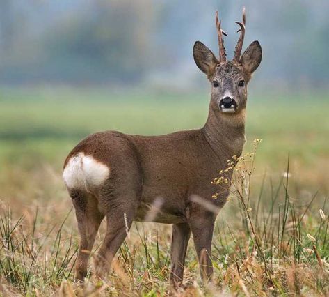 Deer Family, Roe Deer, 5 Image, Sumi E, Wildlife Photography, Animal Paintings, Drawing Inspiration, Designs To Draw, Animals Wild