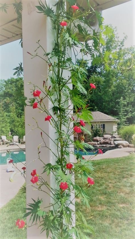 Cardinal Climber Vine, Cardinal Vine, Climbers Plants, Garden Plants Ideas, Garden Education, Bike Painting, Cypress Vine, Pot Gardening, Vine Trellis