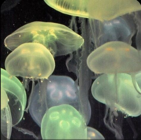 Jellyfish, Water, Green